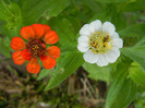 Zinnia elegans (2011, September 08)