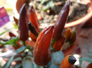 Brown Orange Peppers (2011, Aug.31)