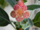 Maja Graddnos 14-08-2011\'\'