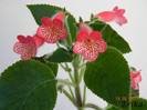Manchu 14-08-2011