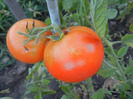 Tomato Saint-Pierre (2011, August 28)