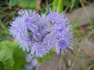 Ageratum houstonianum (2011, Sep.08)