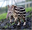tapir_thumb[14]