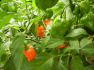 Orange Habanero Pepper (2011, Sep.08)