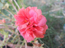 Portulaca grandiflora (2011, Sep.08)