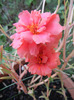 Portulaca grandiflora (2011, Sep.08)