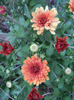 Orange Chrysanthemum (2011, Sep.08)