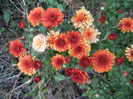 Orange Chrysanthemum (2011, Sep.08)