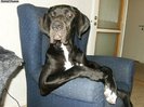 27789_cooldog