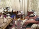 imagini-cu-pisici-birmaneze
