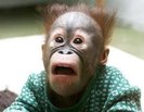 poze_haioase_cu_animale_frumoase1