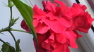 H1770004