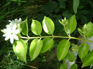 jasminum multiflorum