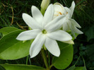 jasminum multiflorum