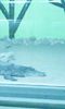 Crocodil