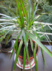 DRACENA