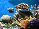 Coral-reef-fish1