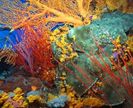 recif-corali