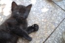pisica neagra 1
