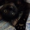 pisica neagra 3