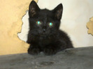 pisica neagra 6