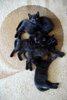 pisica neagra 8