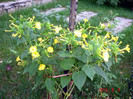 DSC01654