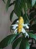 Pachystachys Lutea
