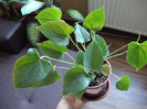 anthurium
