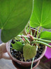 anthurium
