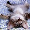 pisicute_somnoroase_07-150x150
