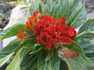 DSCF5225
