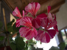 muscata