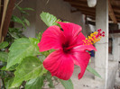hibiscus rosu simplu