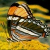 fluturi