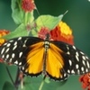 fluturi