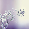 3a978d0f161bfd177215ae504524319a
