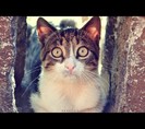 confused_by_kaandamn-d48q8nw