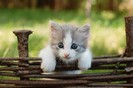 cool_kitten_by_naviga7or-d48ll0o