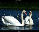 Love_by_gatis_vilaks