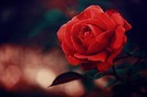 love_is_a_rose_by_M_a_e_e