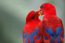 Parrot_in_love_by_wiltz