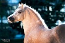 peach_horse_by_vikarus-d48t19d