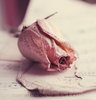 rose_ii_by_nairafee-d492q0b