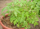 Rasaduri de rosii in septembrie 2011
