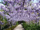 bardini_wisteria_pergola