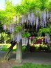 BBG wisteria pergola