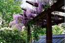 wisteria