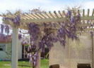 wisteria_b