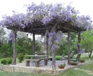 Wisteria_Pergola-1